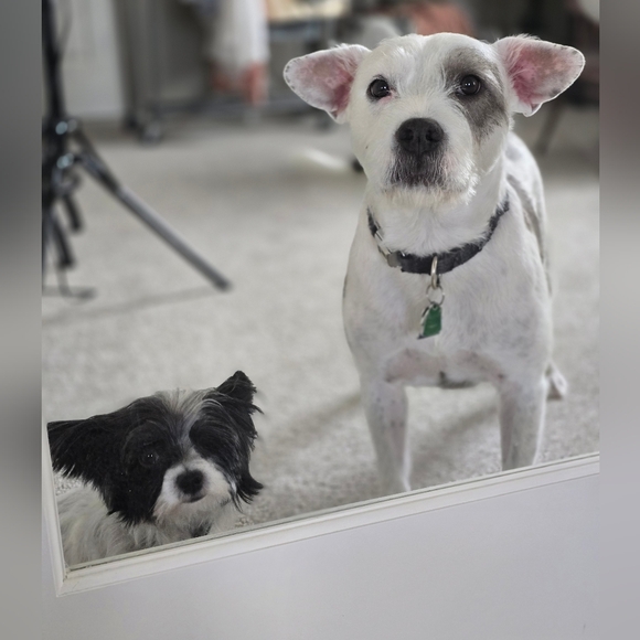 Meet your Posher, Jomeca - Picture 10 of 12